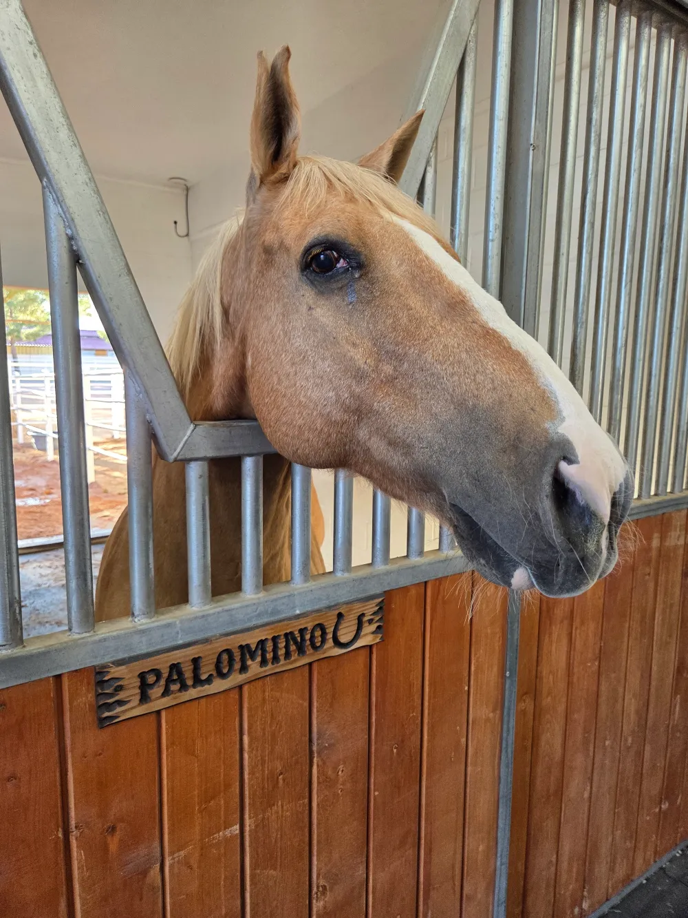 Palomino